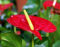 Антуриум (Anthurium) Антуриум
