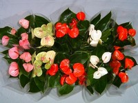Антуриум (Anthurium) Расцветки антуриума
