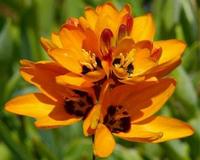 Иксия (Ixia) Иксия