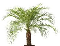 Феникс робелини (Phoenix Roebelenii) Феникс робелини