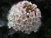 Физокарпус (Physocarpus) Физокарпус