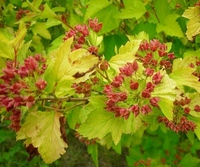 Цветок пузыреплодник (Physocarpus) Цветок Пузыреплодник