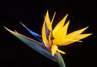 Стрелиция (Strelitzia) Стрелиция