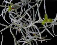 Тилландсия Эснеоидес (Tillandsia usneoides) Тилландсия Эснеоидес