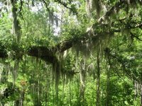 Тилландсия Эснеоидес (Tillandsia usneoides) Тилландсия Эснеоидес